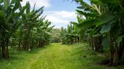 Dans les Antilles françaises, le chlordécone, pesticide cancérigène, au centre des préoccupations Dans les Antilles françaises, le chlordécone, pesticide cancérigène, au centre des préoccupations