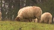 "L'alimentation est tout à fait insuffisante. Les brebis sont beaucoup trop maigres, il n'y a pas d'abri non plus" constate sur place l'inspecteur vétérinaire de la Cellule Bien-être animal de Liège. "L'alimentation est tout à fait insuffisante. Les brebis sont beaucoup trop maigres, il n'y a pas d'abri non plus" constate sur place l'inspecteur vétérinaire de la Cellule Bien-être animal de Liège.