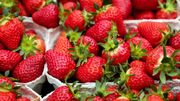 600 variétés de fraises. 600 variétés de fraises.