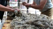 La qualité des produits due à la fibre douce, fine et légère récoltée est reconnue en Europe La qualité des produits due à la fibre douce, fine et légère récoltée est reconnue en Europe