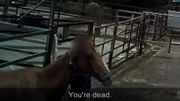 Des milliers de chevaux de course à la retraite abattus: l'enquête qui choque les Australiens Des milliers de chevaux de course à la retraite abattus: l'enquête qui choque les Australiens