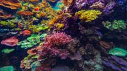 Certains types de coraux résisteraient mieux au changement climatique selon leur couleur Certains types de coraux résisteraient mieux au changement climatique selon leur couleur