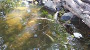 Beaucoup de poissons sont morts asphyxiés faute de courant dans l'Ourthe, dont le niveau a rarement été aussi bas. Beaucoup de poissons sont morts asphyxiés faute de courant dans l'Ourthe, dont le niveau a rarement été aussi bas.