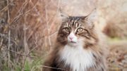 Comment aider son chat à limiter les désagréments de la chute des poils ? Comment aider son chat à limiter les désagréments de la chute des poils ?