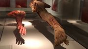 La plastination remplace les liquides par des polymères La plastination remplace les liquides par des polymères