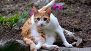 Adopter un chat hypoallergenique, bientôt possible grace à la génétique Adopter un chat hypoallergenique, bientôt possible grace à la génétique