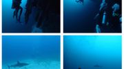 Le "Great Blue Hole", une ancienne grotte sèche aujourd'hui inondée. Le "Great Blue Hole", une ancienne grotte sèche aujourd'hui inondée.