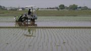 Au pays du soleil levant, le riz n'est plus sacré Au pays du soleil levant, le riz n'est plus sacré