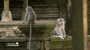 On ne compte plus le nombre de macaques On ne compte plus le nombre de macaques