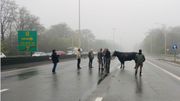 La jeune vache a été dirigée vers sa prairie par son propriétaire et des automobilistes. La jeune vache a été dirigée vers sa prairie par son propriétaire et des automobilistes.