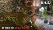 En Thaïlande, des selfies de tigres créent la polémique En Thaïlande, des selfies de tigres créent la polémique