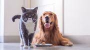 Les animaux de compagnie seraient aussi touchés par l'exposition aux parabènes Les animaux de compagnie seraient aussi touchés par l'exposition aux parabènes
