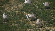 Covid-19 : des scientifiques alertent sur l'impact meurtrier des déchets sur les animaux Covid-19 : des scientifiques alertent sur l'impact meurtrier des déchets sur les animaux