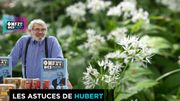 L'ail des ours: comment utiliser cette plante? L'ail des ours: comment utiliser cette plante?