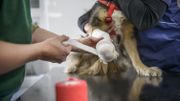 Les coussinets de nos chiens et chats : comment en prendre soin? Les coussinets de nos chiens et chats : comment en prendre soin?