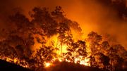 Forest fire Forest fire