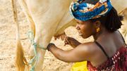 Production de lait au Sénégal Production de lait au Sénégal