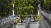 La firme canadienne Tilray, pionnière du cannabis thérapeutique, nous a ouvert les portes de son usine au Portugal La firme canadienne Tilray, pionnière du cannabis thérapeutique, nous a ouvert les portes de son usine au Portugal