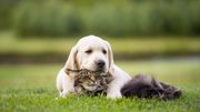 Enquête : le deuil de son animal de compagnie Enquête : le deuil de son animal de compagnie