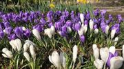 Les communes wallonnes se préparent pour un grand concours fleuri Les communes wallonnes se préparent pour un grand concours fleuri