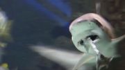 Un requin dévore un de ses congénères sous les yeux des visiteurs du Zoo d'Anvers Un requin dévore un de ses congénères sous les yeux des visiteurs du Zoo d'Anvers