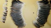 Au Salvador, une buse mutilée sauvée grâce à une greffe de plumes. Au Salvador, une buse mutilée sauvée grâce à une greffe de plumes.
