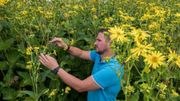 Le renouveau de la silphie, plante écologique et résistante à la sécheresse Le renouveau de la silphie, plante écologique et résistante à la sécheresse