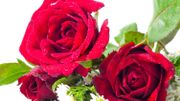 Saint-Valentin... Ces roses qui annoncent la couleur ! Saint-Valentin... Ces roses qui annoncent la couleur !