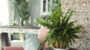 Prendre soin de ses plantes d'intérieur Prendre soin de ses plantes d'intérieur