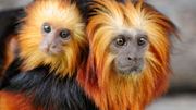 Comment la captivité peut-elle sauver des espèces proches de l'extinction ? Comment la captivité peut-elle sauver des espèces proches de l'extinction ?