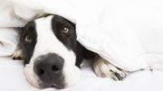 DIY : un panier pour chien et chat avec un vieux pull DIY : un panier pour chien et chat avec un vieux pull