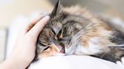Jouer de la musique 'cat-friendly' calmerait les chats chez le vétérinaire, selon une étude Jouer de la musique 'cat-friendly' calmerait les chats chez le vétérinaire, selon une étude