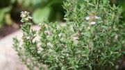 Le thym, une herbe miracle Le thym, une herbe miracle