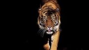 le tigre bientôt présent au Cambodge ? le tigre bientôt présent au Cambodge ?