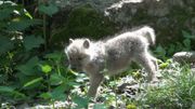 Quatre louveteaux arctiques naissent au Domaine des Grottes de Han (Photos et Vidéo) Quatre louveteaux arctiques naissent au Domaine des Grottes de Han (Photos et Vidéo)