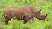 17 rhinocéros noirs sud-africains envoyés au Malawi. 17 rhinocéros noirs sud-africains envoyés au Malawi.
