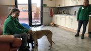 Une seigneurie a été aménagée pour les plus vieux chiens. Une seigneurie a été aménagée pour les plus vieux chiens.