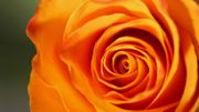 Saint-Valentin... Ces roses qui annoncent la couleur ! Saint-Valentin... Ces roses qui annoncent la couleur !