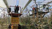 Les producteurs de fruits déploient les bâches au-dessus des cerisiers. Les producteurs de fruits déploient les bâches au-dessus des cerisiers.