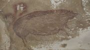 Cette peinture rupestre trouvée dans une grotte de l'île de Sulawesi, en Indonésie, est la plus ancienne connue au monde. Elle représente un sanglier et date d'il y a au moins 45 500 ans. Cette peinture rupestre trouvée dans une grotte de l'île de Sulawesi, en Indonésie, est la plus ancienne connue au monde. Elle représente un sanglier et date d'il y a au moins 45 500 ans.