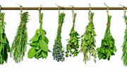 plantes plantes