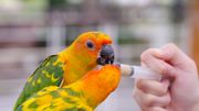 Comment la captivité peut-elle sauver des espèces proches de l’extinction ? Comment la captivité peut-elle sauver des espèces proches de l’extinction ?