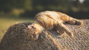 Pourquoi les chats ont-ils l'air hautain ? Pourquoi les chats ont-ils l'air hautain ?