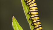 Chenille de monarque (Danaus plexippus) sur une feuille d'asclépiade (Asclepias sp), États-Unis Chenille de monarque (Danaus plexippus) sur une feuille d'asclépiade (Asclepias sp), États-Unis