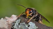 Le frelon asiatique pourrait incarner une menace pour les abeilles. Le frelon asiatique pourrait incarner une menace pour les abeilles.