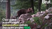La Slovénie, un endroit de cohabitation entre l'homme et l'ours La Slovénie, un endroit de cohabitation entre l'homme et l'ours