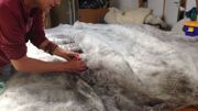 Après le nettoyage, la laine part en France ou eau Luxembourg pour revenir sous forme de grandes nappes Après le nettoyage, la laine part en France ou eau Luxembourg pour revenir sous forme de grandes nappes