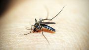 Les moustiques pourraient nous aider à combattre la malaria Les moustiques pourraient nous aider à combattre la malaria