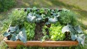 Un carré potager, c'est cultiver le plaisir d'une alimentation saine à portée de main ! Un carré potager, c'est cultiver le plaisir d'une alimentation saine à portée de main !