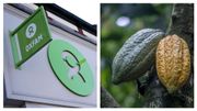 "Pas de droits, pas de chocolat !": Oxfam veut un commerce du cacao plus équitable et écologique que le "chocolonialisme" actuel "Pas de droits, pas de chocolat !": Oxfam veut un commerce du cacao plus équitable et écologique que le "chocolonialisme" actuel